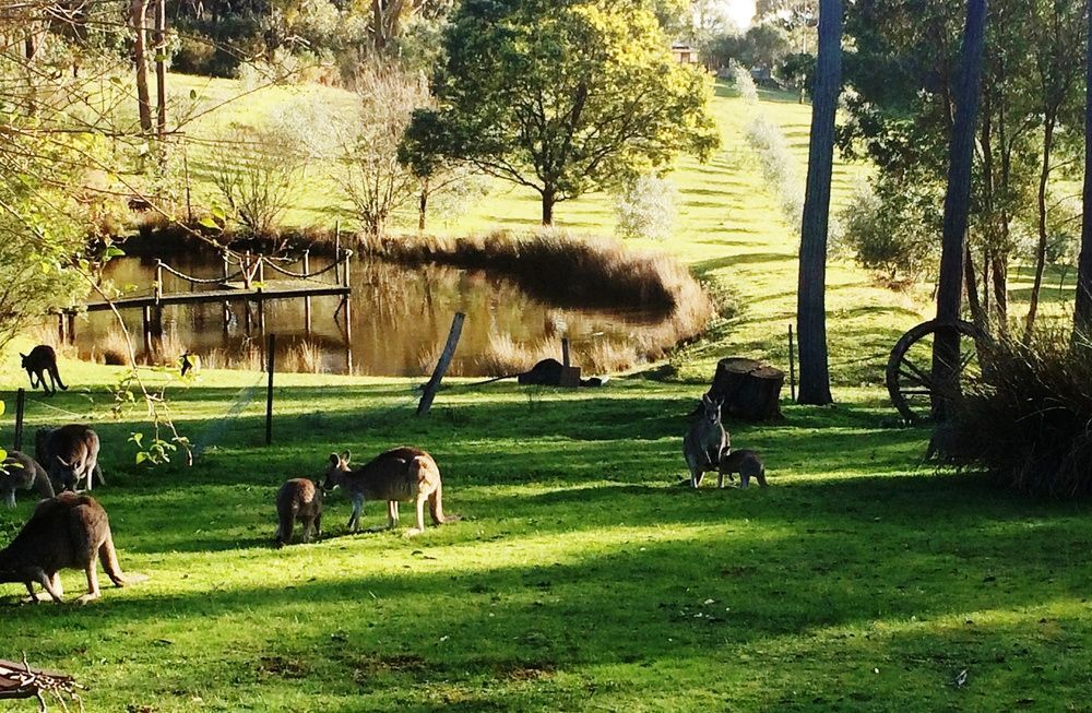 Countryside Retreat Romantic Tranquil Native Wildlife Township Hepburn - Daylesford 햅번스프링스 외부 사진