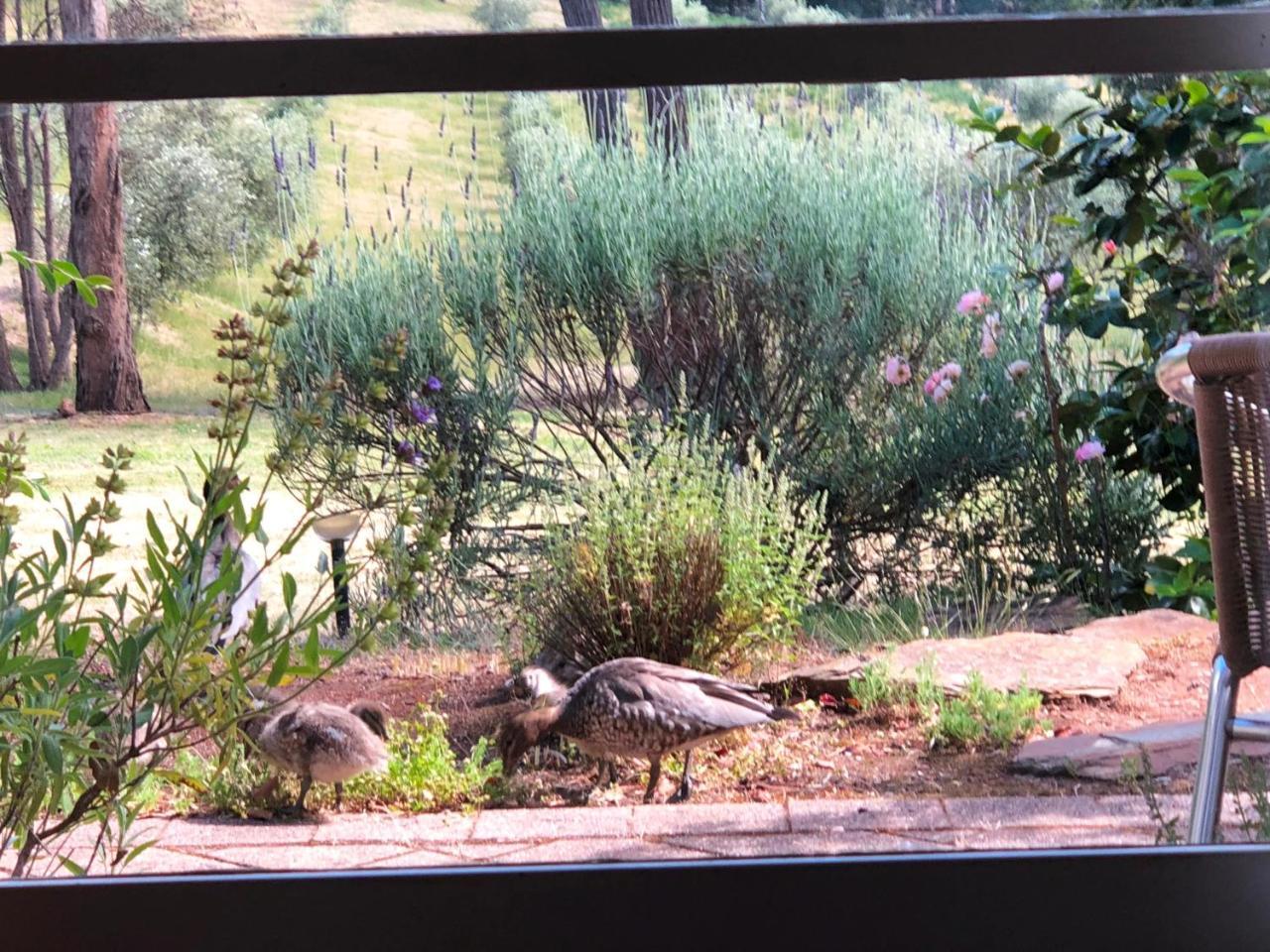 Countryside Retreat Romantic Tranquil Native Wildlife Township Hepburn - Daylesford 햅번스프링스 외부 사진